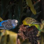 Two vibrant budgies perched among lush green leaves, showcasing their bright feathers.