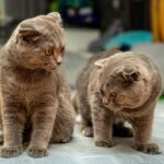 Two British Shorthair cats with plush fur and yellow eyes sitting indoors.