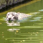 White Bengal tiger enjoys a swim in a green pond, showcasing its distinctive stripes.
