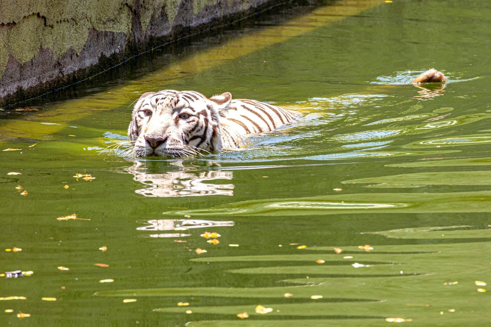 White Bengal tiger enjoys a swim in a green pond, showcasing its distinctive stripes.
