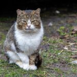 A stray cat sitting outdoors with a thoughtful expression on a grassy ground.