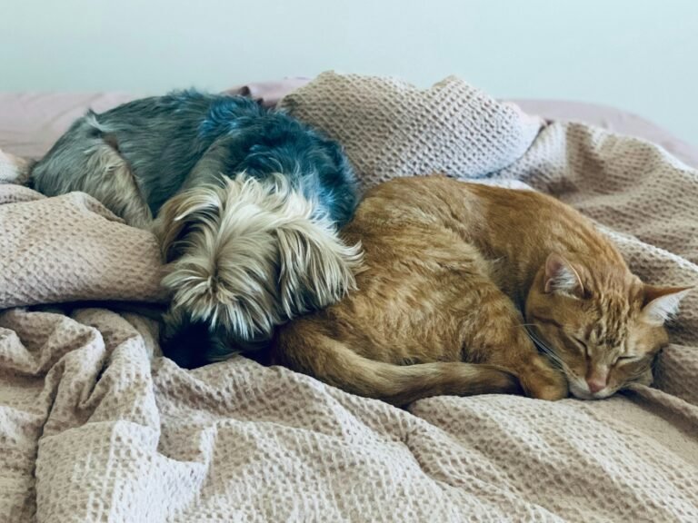 two dogs and a cat sleeping on a bed