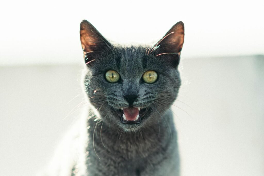Charming gray cat with golden eyes captured in a lively outdoor setting, highlighting its expressive face.