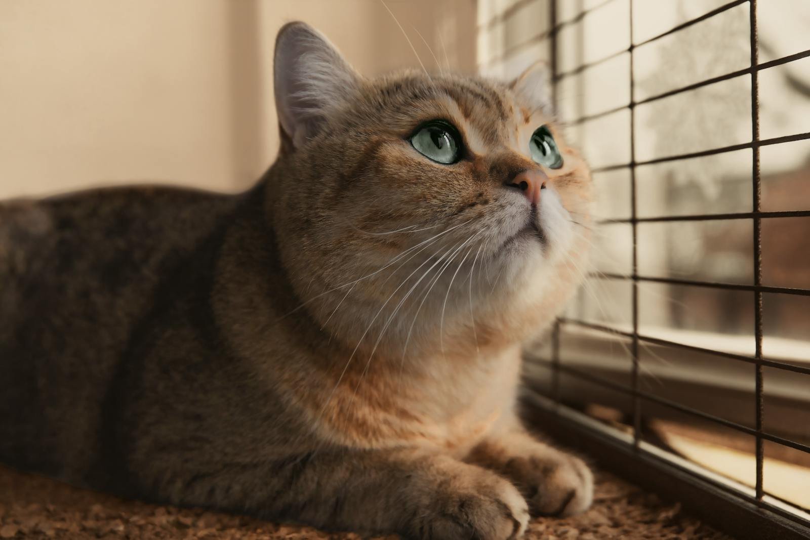 Charming domestic cat with striking green eyes peers inquisitively through a window.