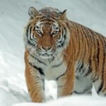 A powerful tiger confidently prowls through a snow-covered landscape, embodying the essence of wildlife in winter.