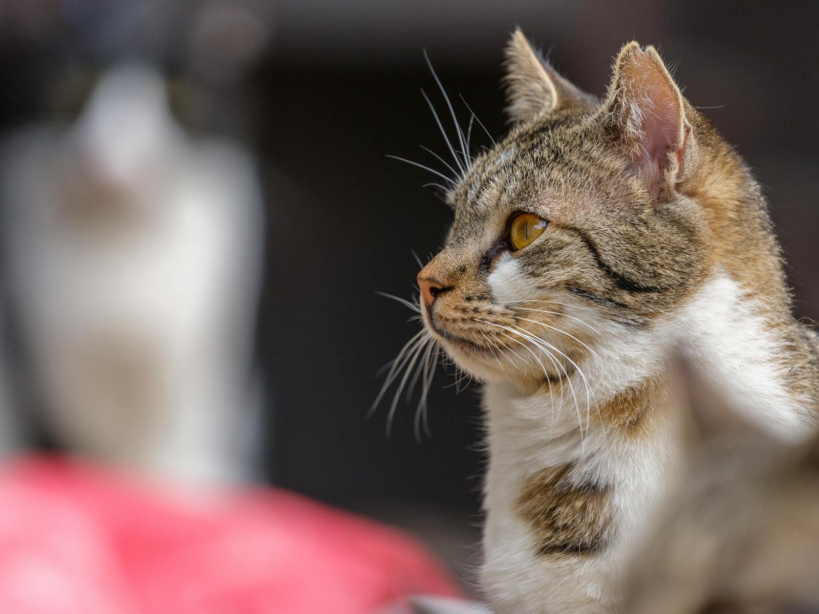 A close-up portrait of a tabby cat with yellow eyes, highlighting its alert expression and striped fur.