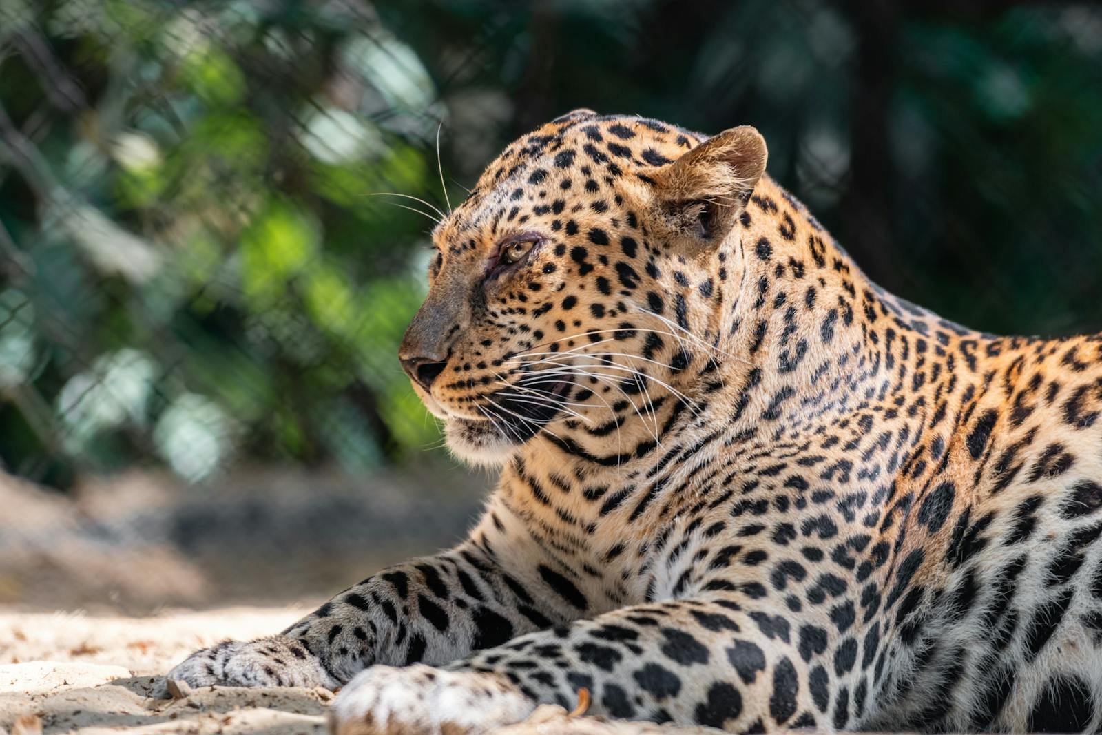 A spotted leopard basks in the sunlight, displaying its beautiful fur in a natural outdoor setting.