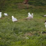 A group of seagulls and a domestic cat together in a green park.