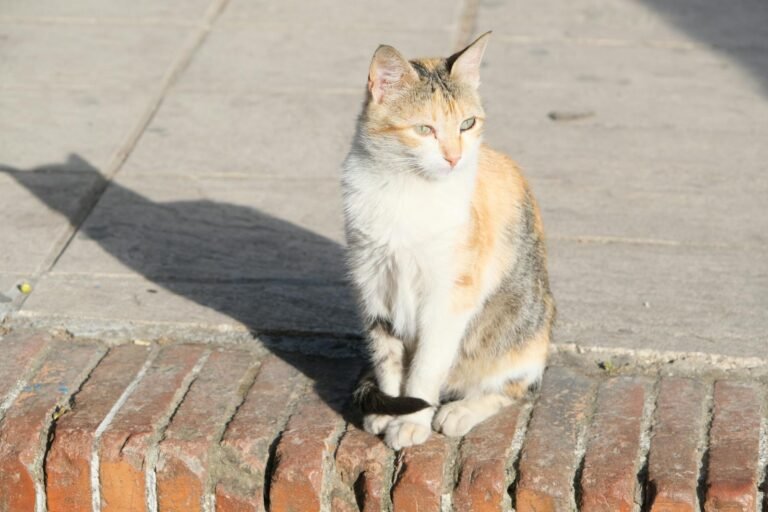 10 Cat Breeds That Get Jealous Fast — and What You Can Do About It