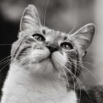 Close-up black and white image of a domestic cat looking upward, capturing its expressive eyes.