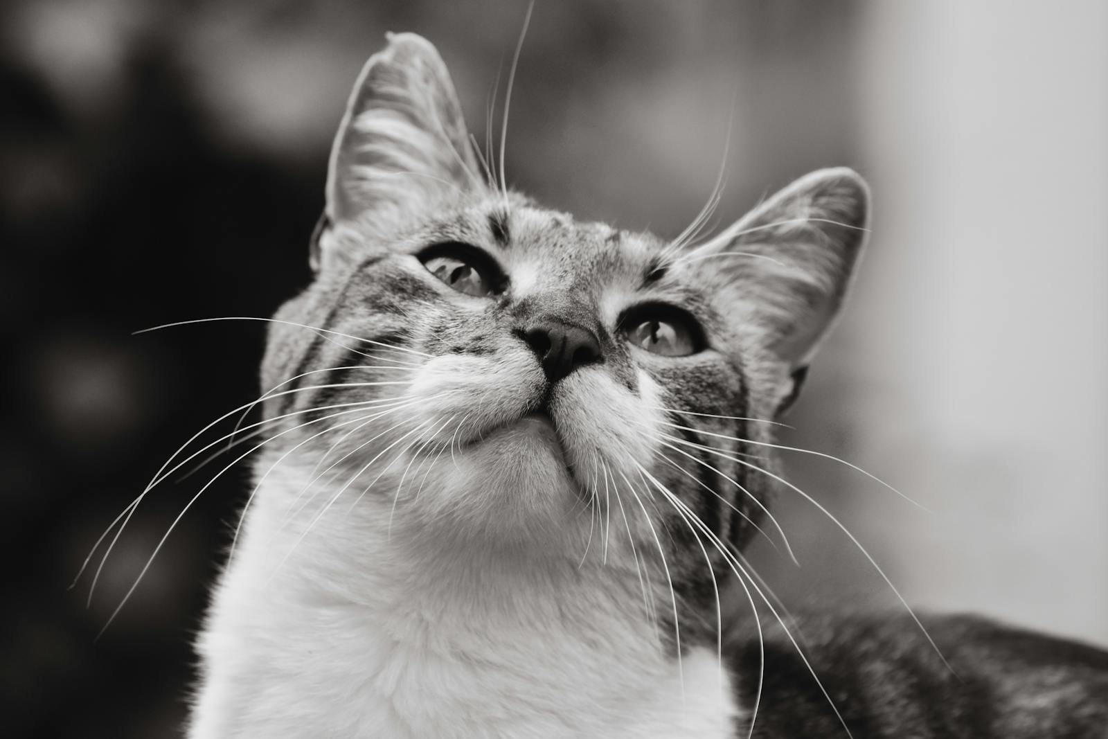 Close-up black and white image of a domestic cat looking upward, capturing its expressive eyes.