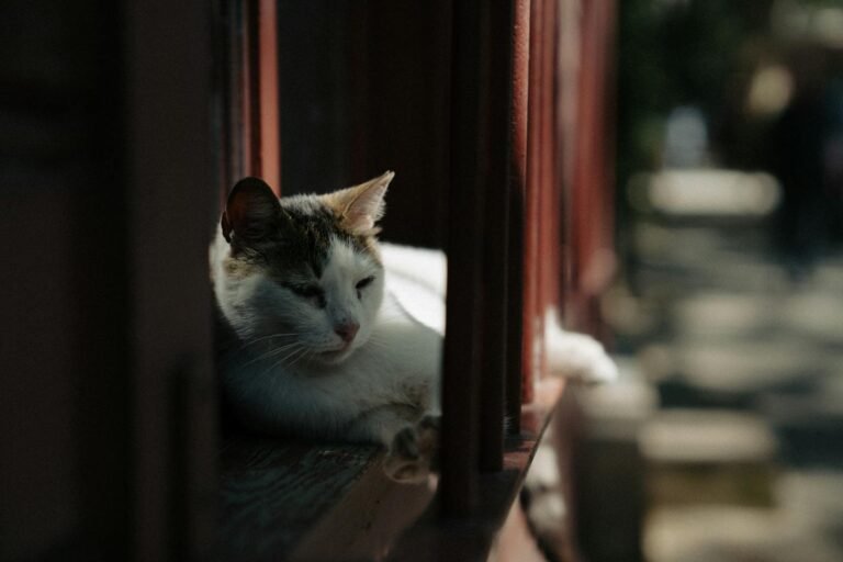 Jealous Cats? Science Says It’s More Common Than You Think