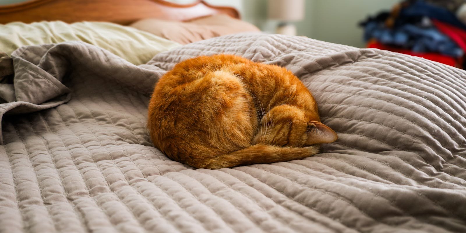 Cat ball