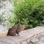 A brown tabby cat sitting on a stone ledge surrounded by greenery in İzmir, Turkey.