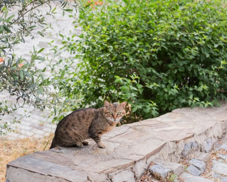 A brown tabby cat sitting on a stone ledge surrounded by greenery in İzmir, Turkey.
