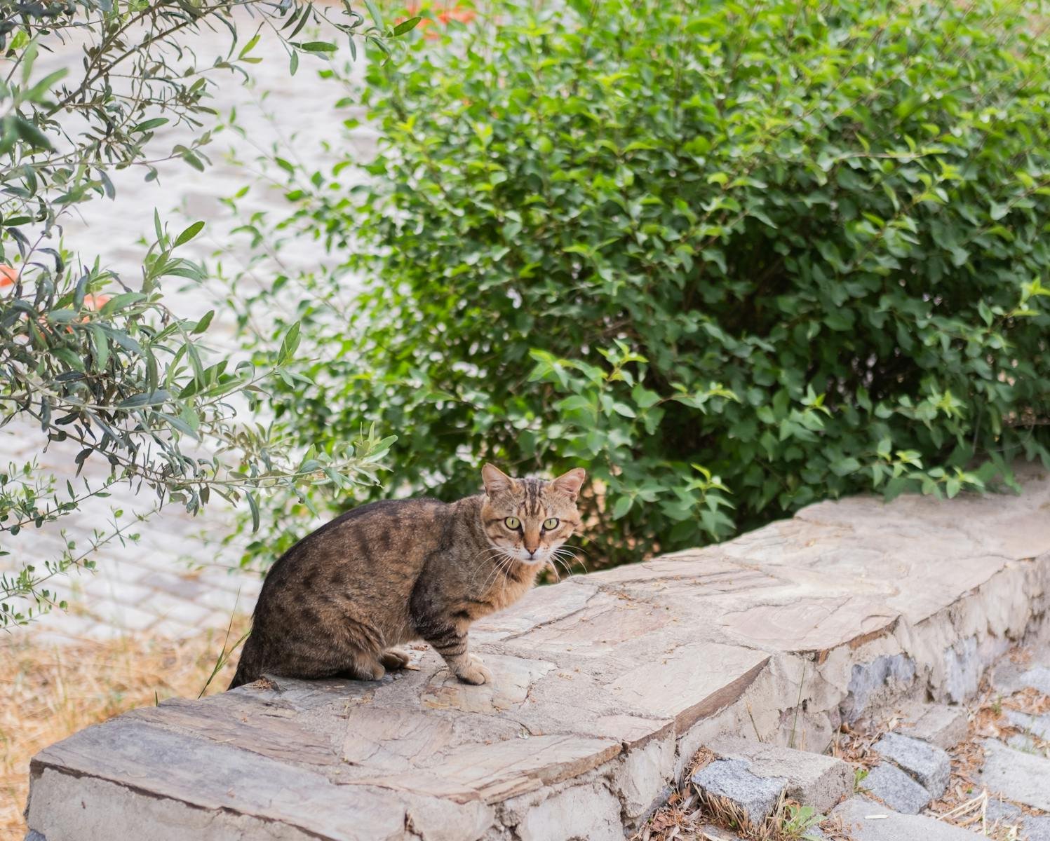 A brown tabby cat sitting on a stone ledge surrounded by greenery in İzmir, Turkey.