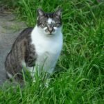 A striped and white cat sitting attentively in lush green grass.