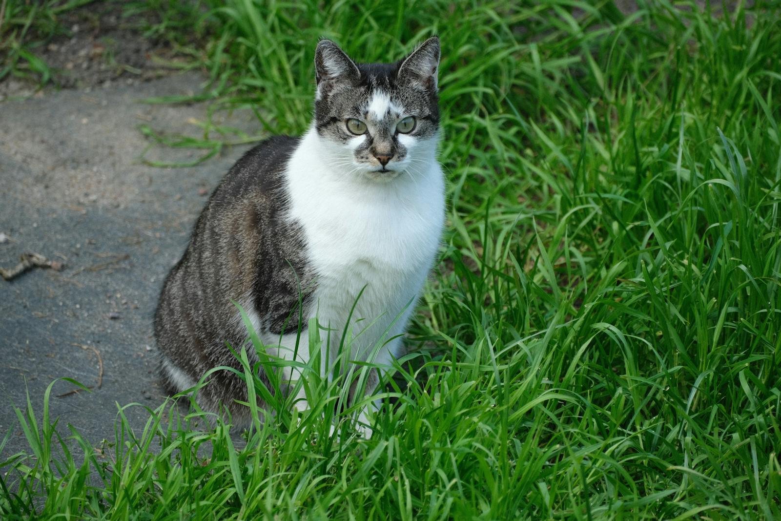 A striped and white cat sitting attentively in lush green grass.