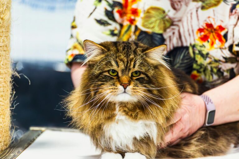 Do Cats Know Their Names? The Surprising Study Findings