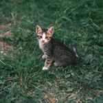 Cute tabby kitten sitting on green grass, looking curiously at the camera.