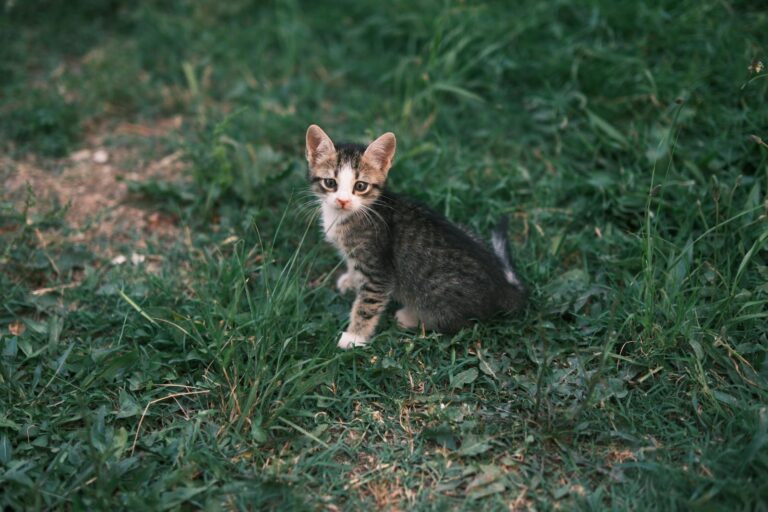 Cute tabby kitten sitting on green grass, looking curiously at the camera.