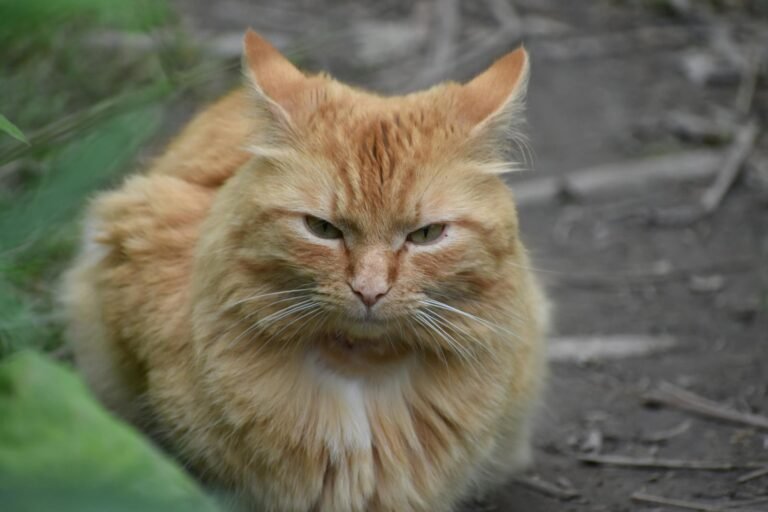 Why Cats Might Be the Chillest Pets on the Planet