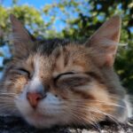 A cute cat resting in the open air