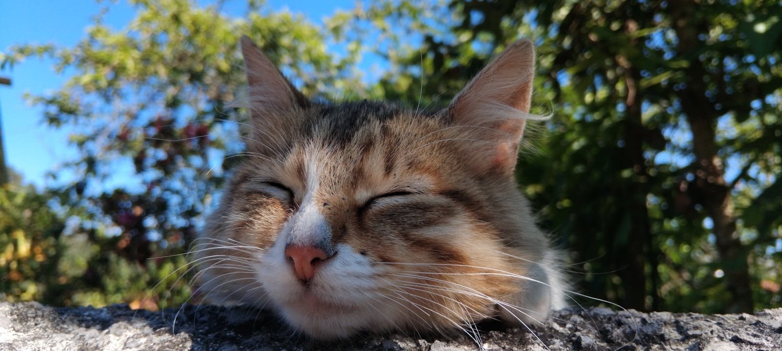 A cute cat resting in the open air