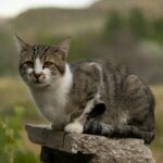 A curious tabby cat perched on a stone outdoors, surrounded by greenery.