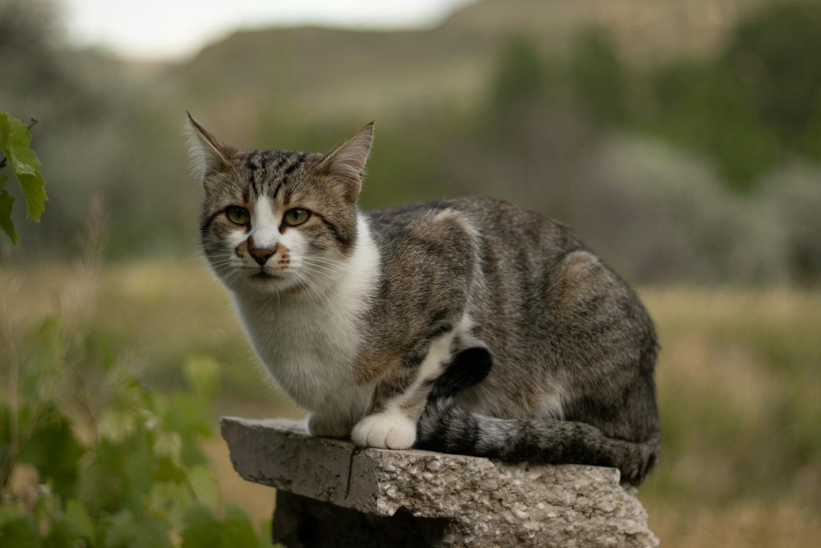 A curious tabby cat perched on a stone outdoors, surrounded by greenery.