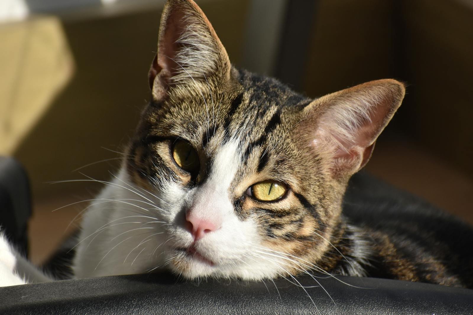 Closeup de gato con rayas