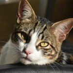 Closeup de gato con rayas