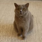 Charming British Shorthair cat with plush gray fur sitting indoors on a cozy carpet.