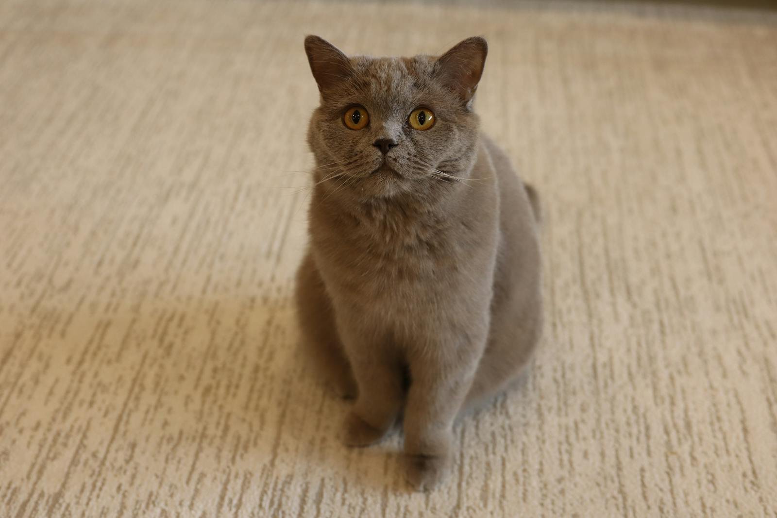 Charming British Shorthair cat with plush gray fur sitting indoors on a cozy carpet.