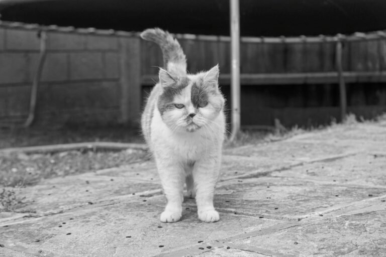Horse or Cat? 7 Breeds That Blur the Line