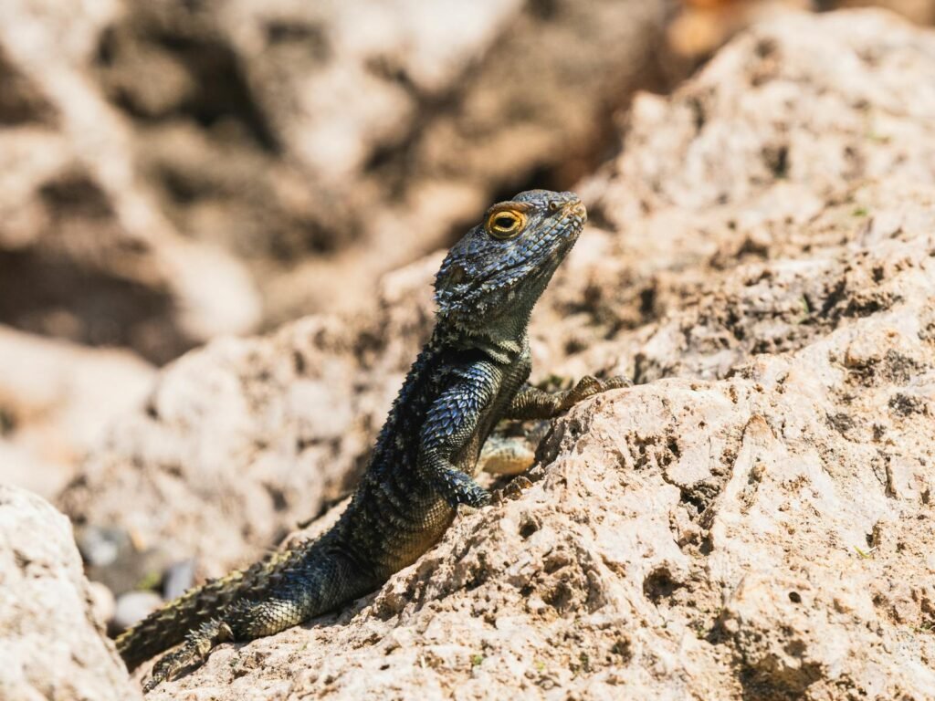 a beautiful lizard on the rock