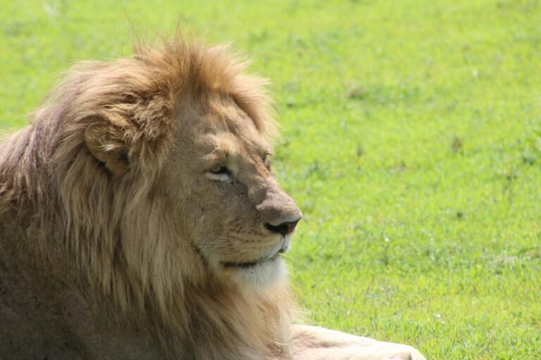 African Lion