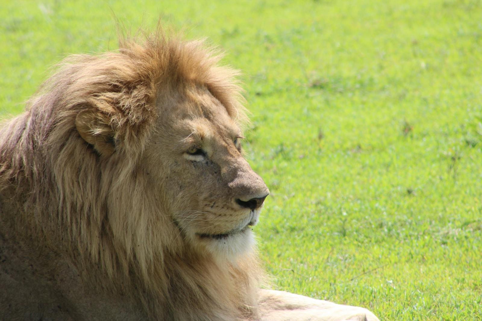African Lion