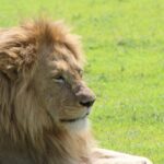 African Lion