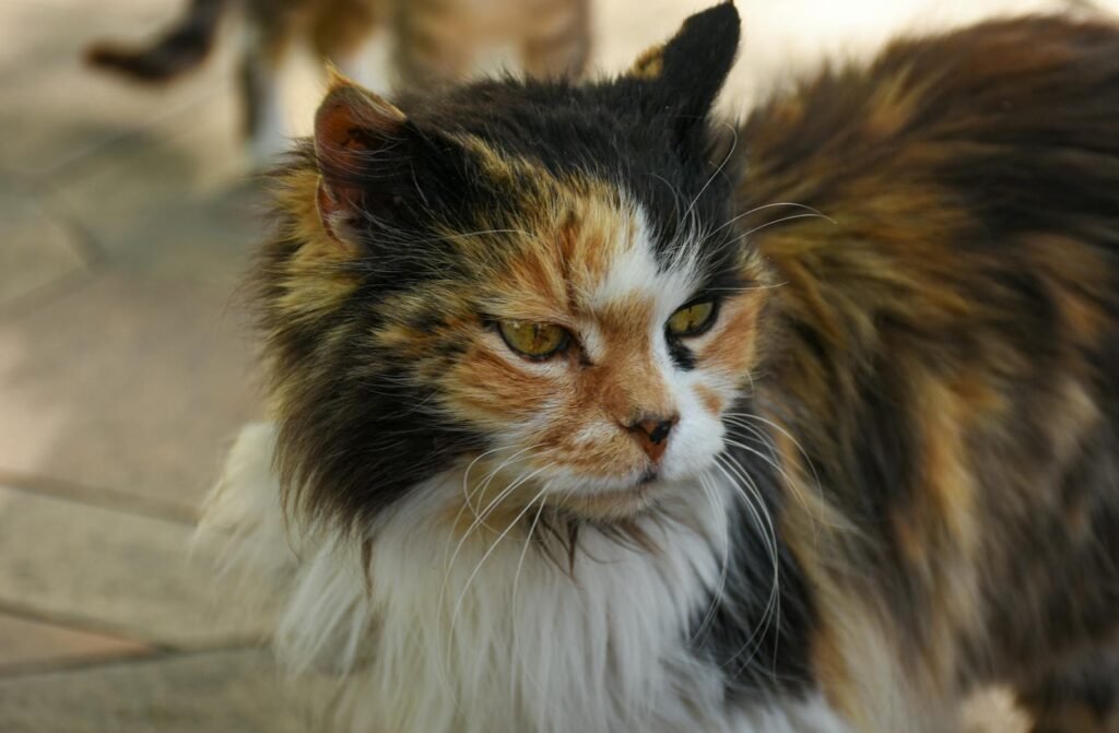 A detailed close-up portrait of a calico cat outdoors, exuding a calm and serene presence.