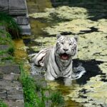 A stunning white tiger wading through water in a lush, natural setting.