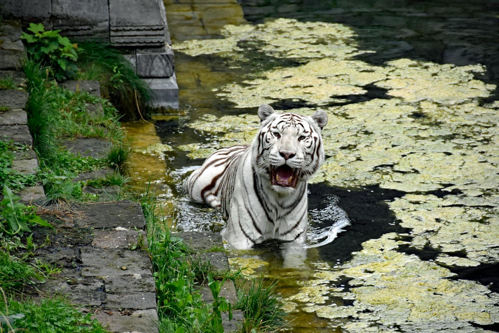 A stunning white tiger wading through water in a lush, natural setting.