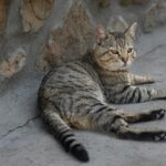A tabby cat lounging comfortably against a rustic stone wall outdoors.