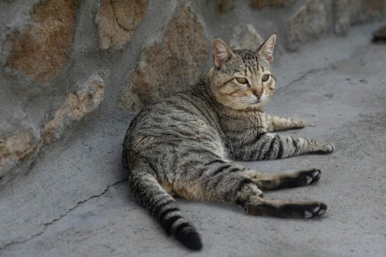A tabby cat lounging comfortably against a rustic stone wall outdoors.