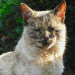 Close-up of a relaxed cat basking in sunlight, outdoors in Carapicuíba, São Paulo, Brazil.