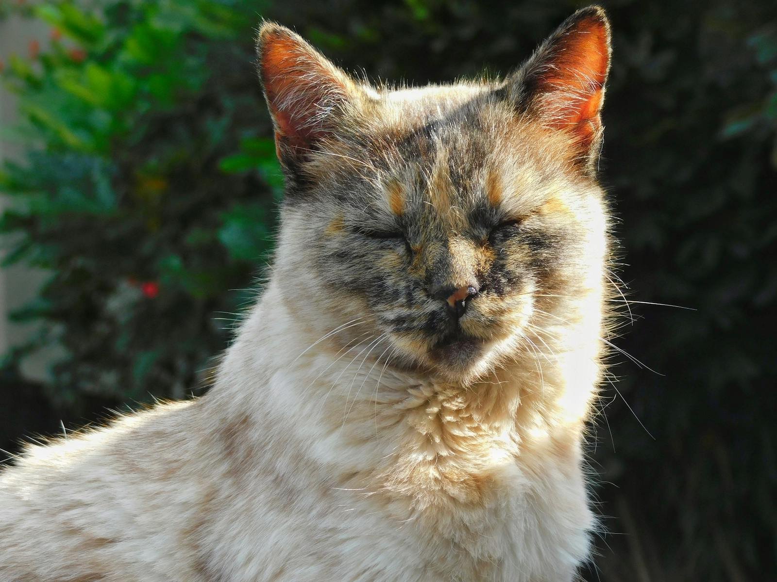 Close-up of a relaxed cat basking in sunlight, outdoors in Carapicuíba, São Paulo, Brazil.