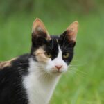 Free stock photo of cat, cute, fluffy