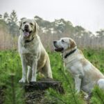 Two Labrador Retrievers enjoying a walk in a lush green forest, showcasing nature's beauty.