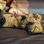 Cute tabby cat lying on its back, basking in indoor sunlight with a playful pose.