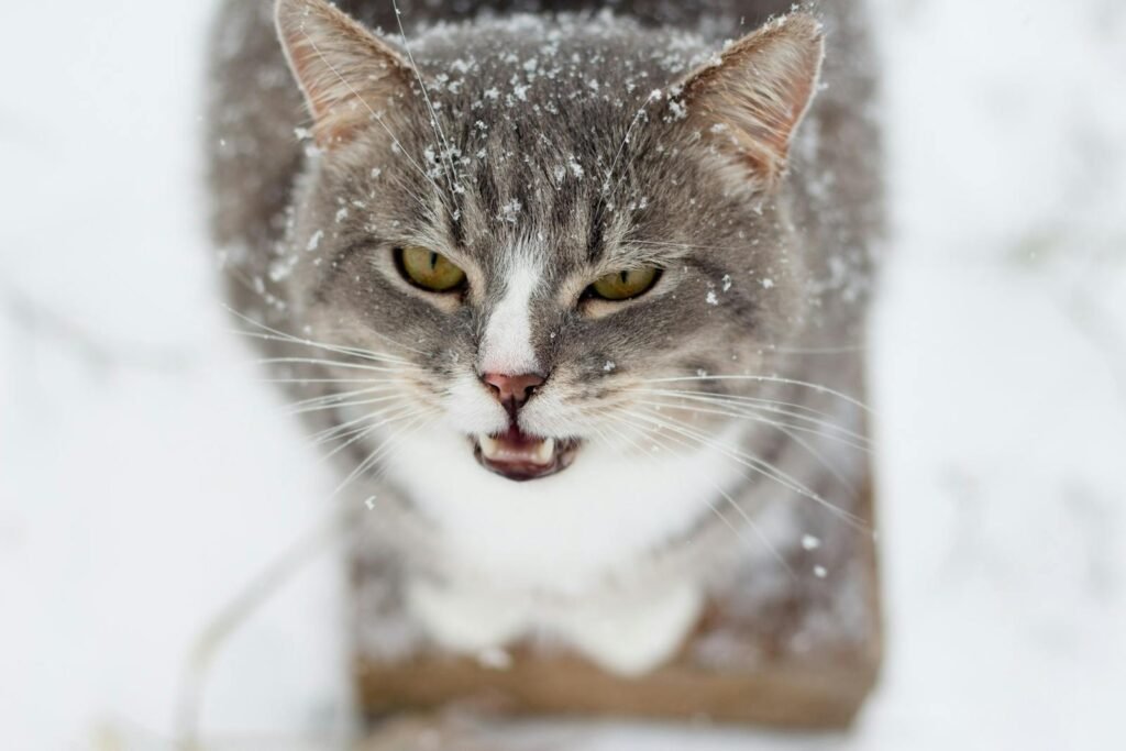 A grey and white domestic cat with snowflakes on its fur stares intently in a wintry setting.